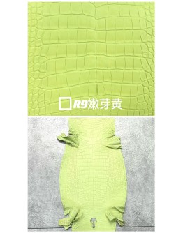 Crocodile Alligator Matte(Color Card)