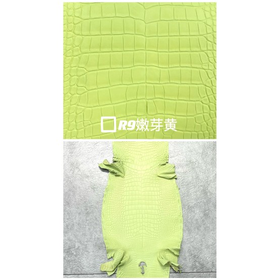 Crocodile Niloticus Matte(Color Card)