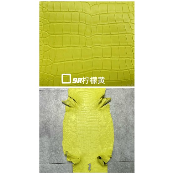 Crocodile Alligator Matte(Color Card)