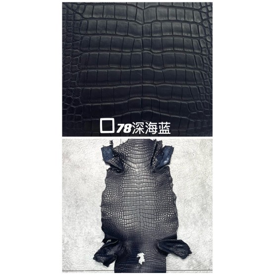 Crocodile Alligator Matte(Color Card)