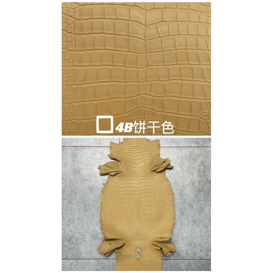 Crocodile Niloticus Matte(Color Card)