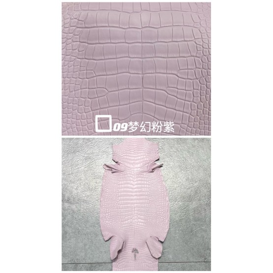 Crocodile Niloticus Matte(Color Card)