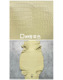 Crocodile Niloticus Matte(Color Card)